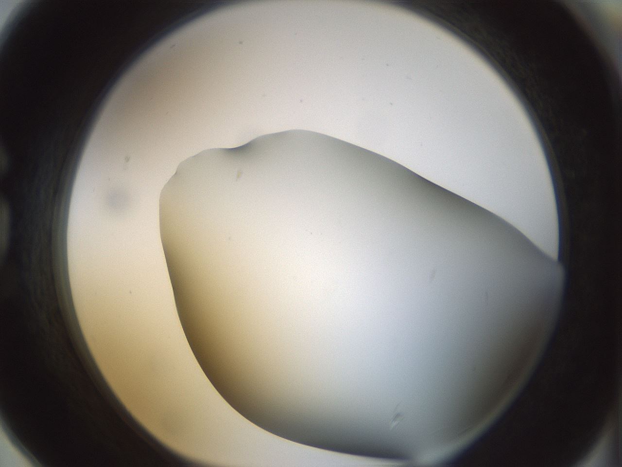 folderID297_plateID1297_batchID4295_wellNum78_profileID1_d1_r78085_ef.jpg