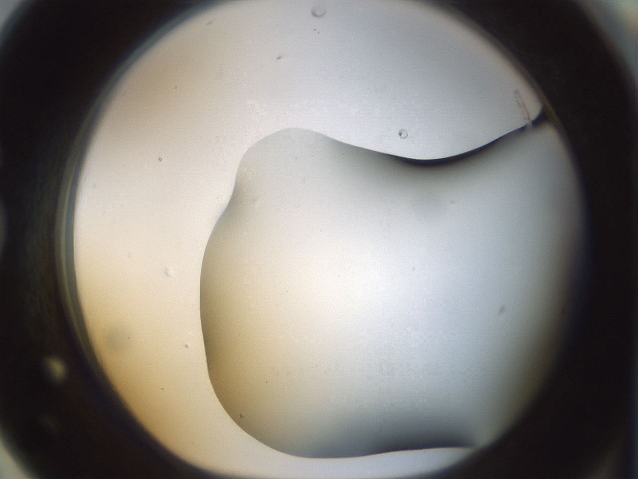 folderID297_plateID1297_batchID4295_wellNum79_profileID1_d1_r78086_ef.jpg