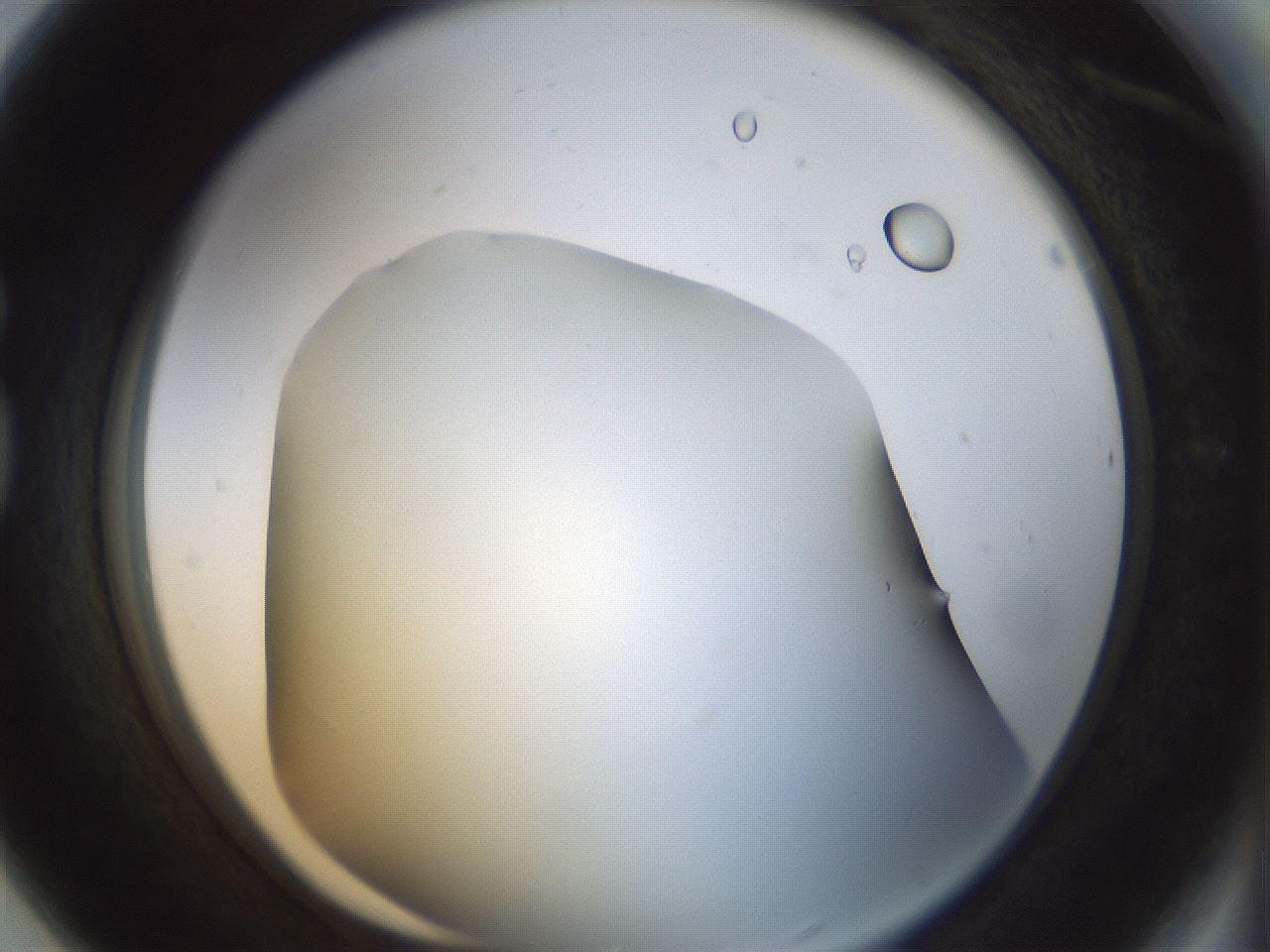 folderID297_plateID1297_batchID4295_wellNum80_profileID1_d1_r78087_ef.jpg