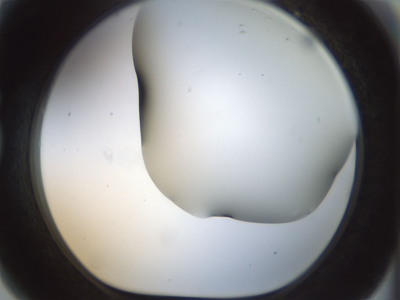 folderID297_plateID1297_batchID4295_wellNum81_profileID1_d1_r78088_ef.jpg