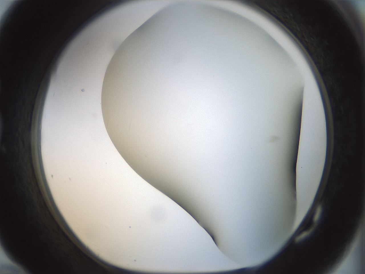 folderID297_plateID1297_batchID4295_wellNum82_profileID1_d1_r78089_ef.jpg