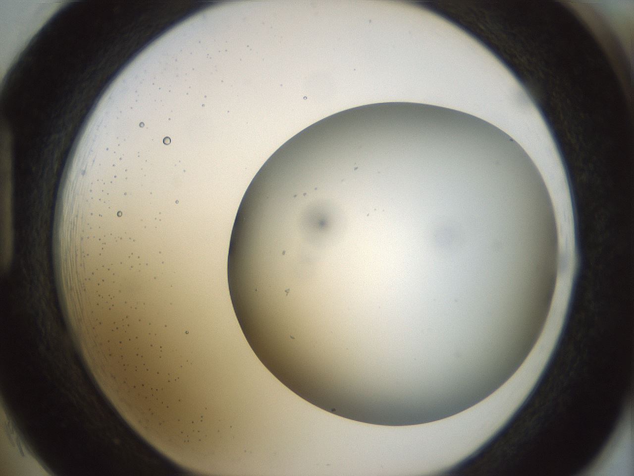 folderID297_plateID1297_batchID4295_wellNum85_profileID1_d1_r78092_ef.jpg