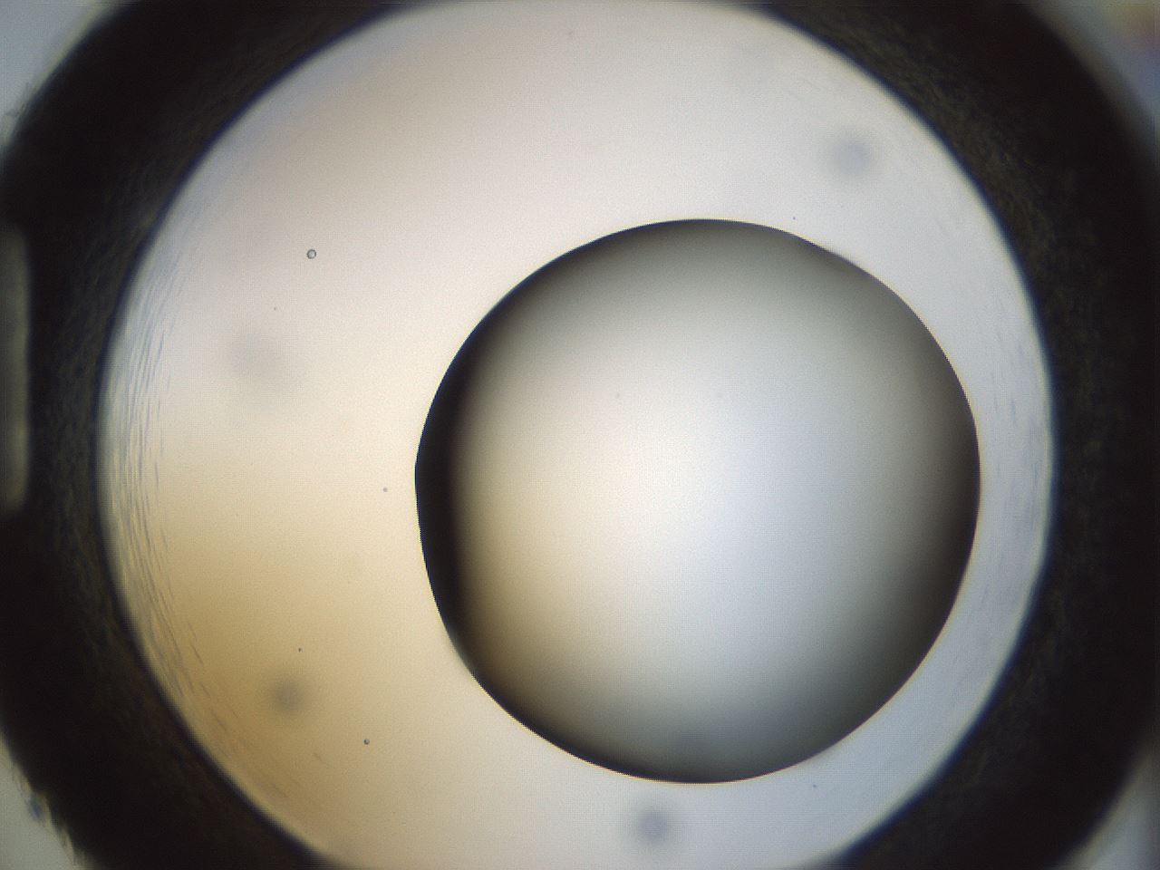 folderID297_plateID1297_batchID4295_wellNum86_profileID1_d1_r78093_ef.jpg