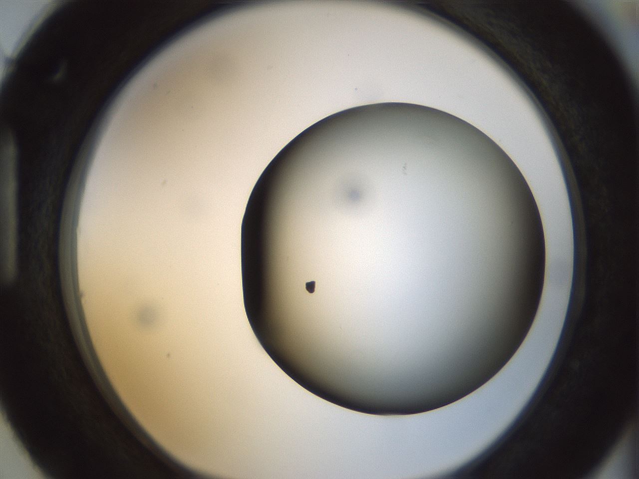 folderID297_plateID1297_batchID4295_wellNum87_profileID1_d1_r78094_ef.jpg