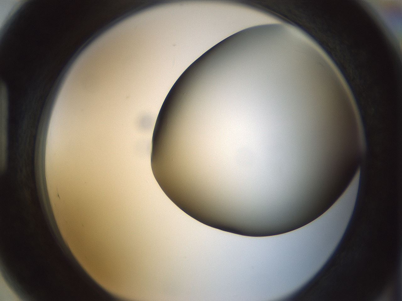 folderID297_plateID1297_batchID4295_wellNum89_profileID1_d1_r78096_ef.jpg