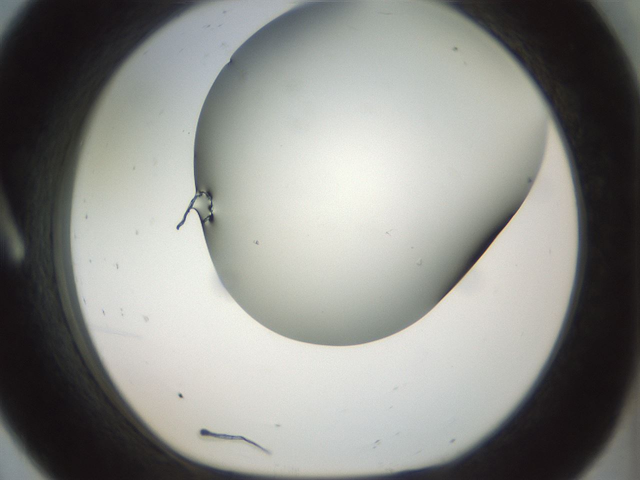 folderID297_plateID1297_batchID4295_wellNum8_profileID1_d1_r78015_ef.jpg