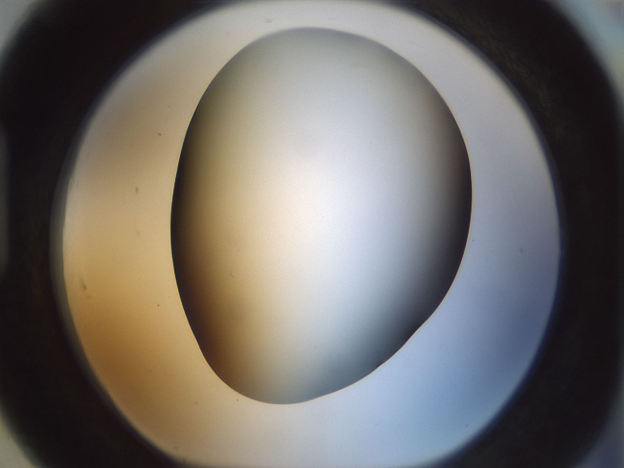 folderID297_plateID1297_batchID4295_wellNum91_profileID1_d1_r78098_ef.jpg