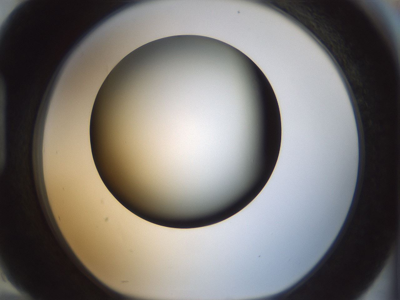 folderID297_plateID1297_batchID4295_wellNum94_profileID1_d1_r78101_ef.jpg