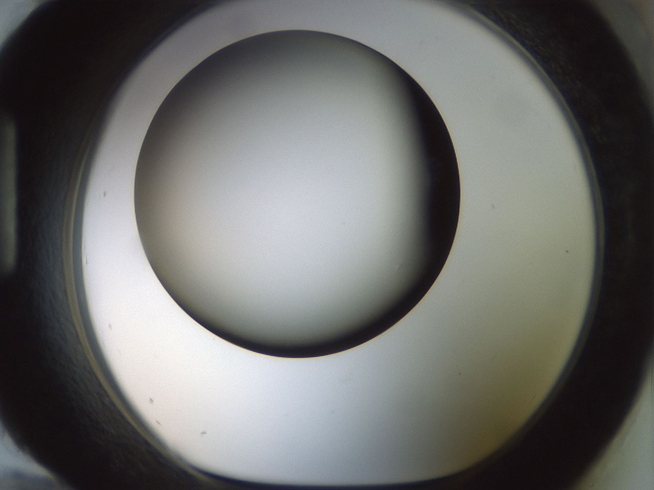 folderID297_plateID1297_batchID4295_wellNum96_profileID1_d1_r78103_ef.jpg