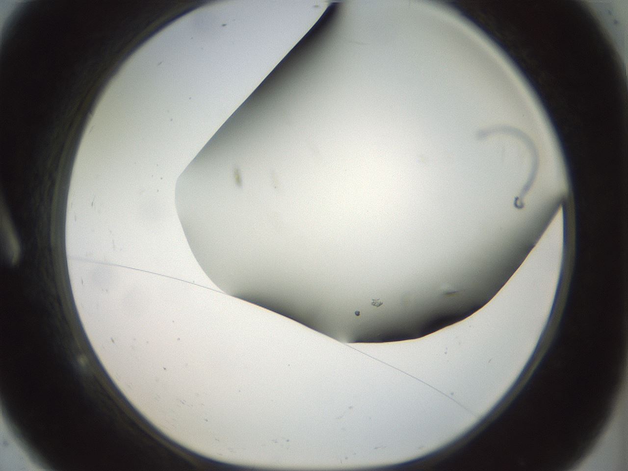 folderID297_plateID1297_batchID4295_wellNum9_profileID1_d1_r78016_ef.jpg