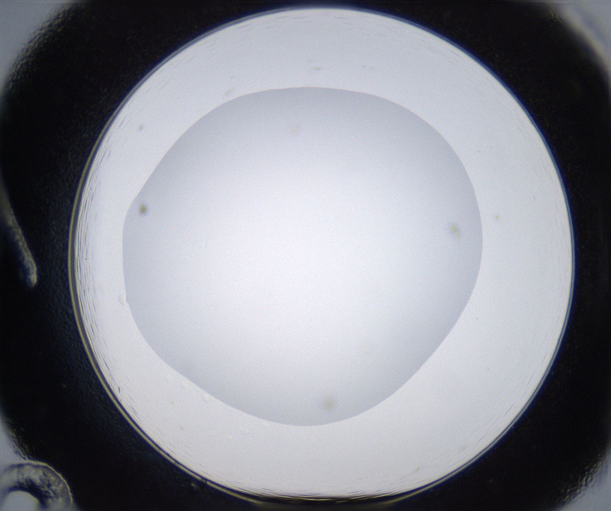 folderID297_plateID2297_batchID10839_wellNum12_profileID1_d1_r160857_ef.jpg
