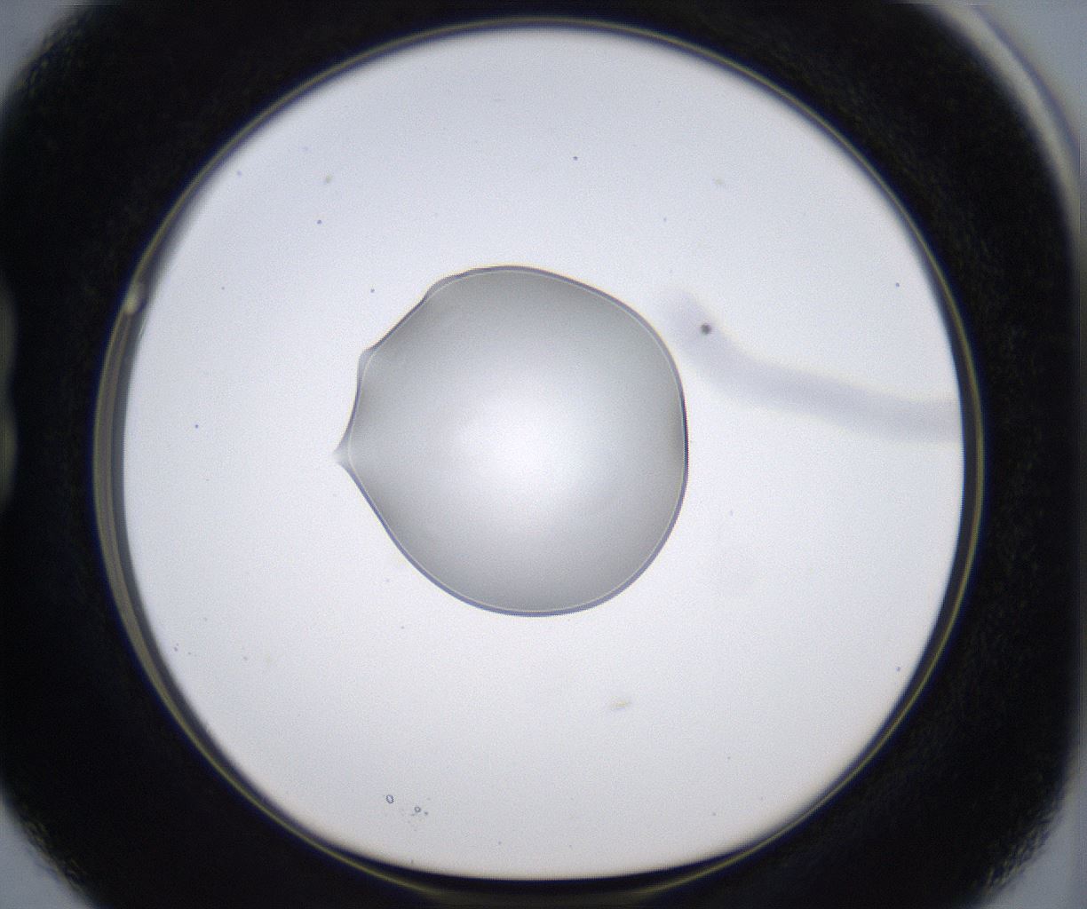 folderID297_plateID2297_batchID10839_wellNum15_profileID1_d1_r160860_ef.jpg
