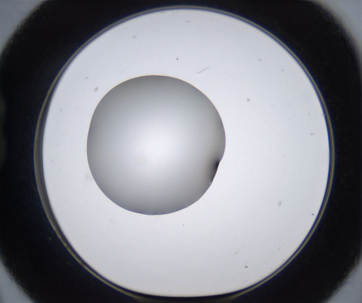 folderID297_plateID2297_batchID10839_wellNum21_profileID1_d1_r160866_ef.jpg