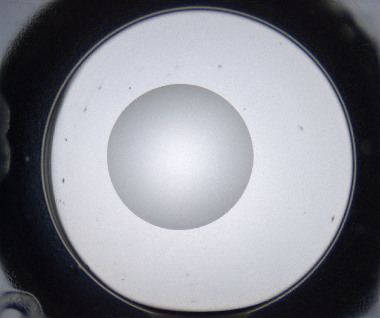 folderID297_plateID2297_batchID10839_wellNum24_profileID1_d1_r160869_ef.jpg