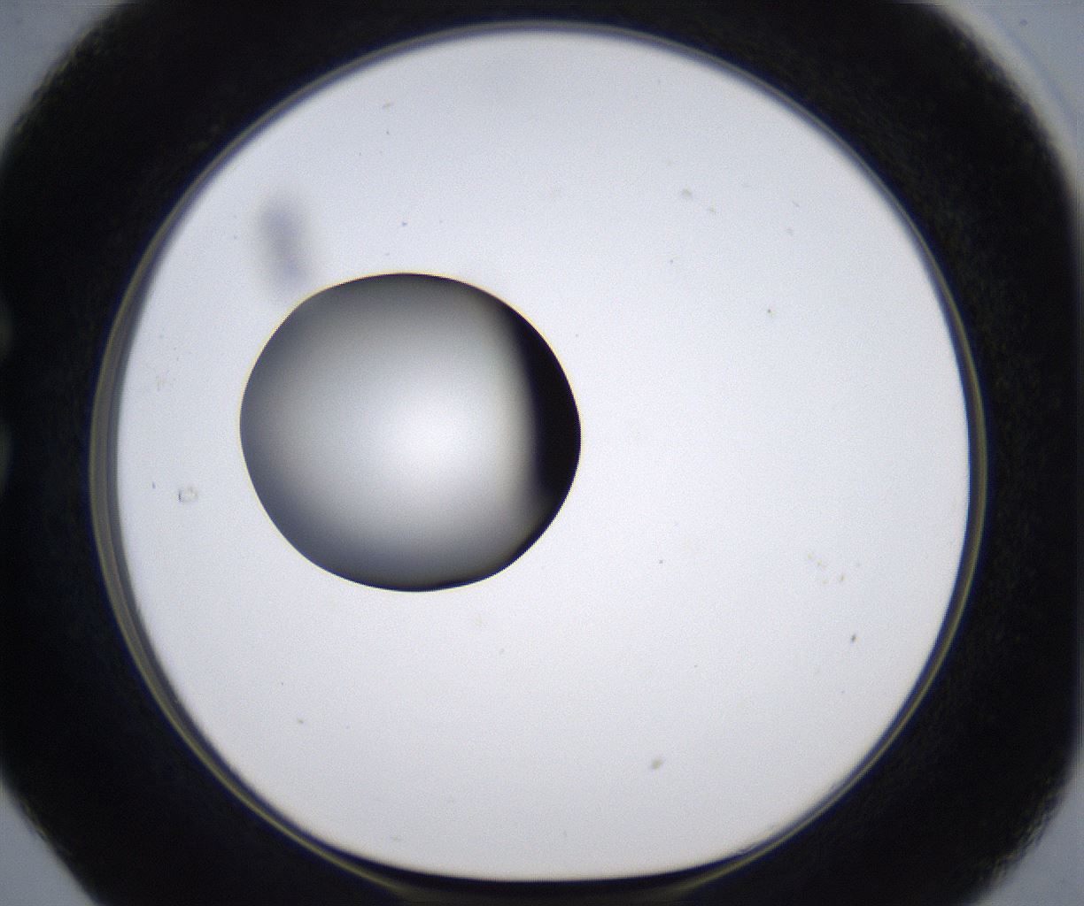 folderID297_plateID2297_batchID10839_wellNum29_profileID1_d1_r160874_ef.jpg