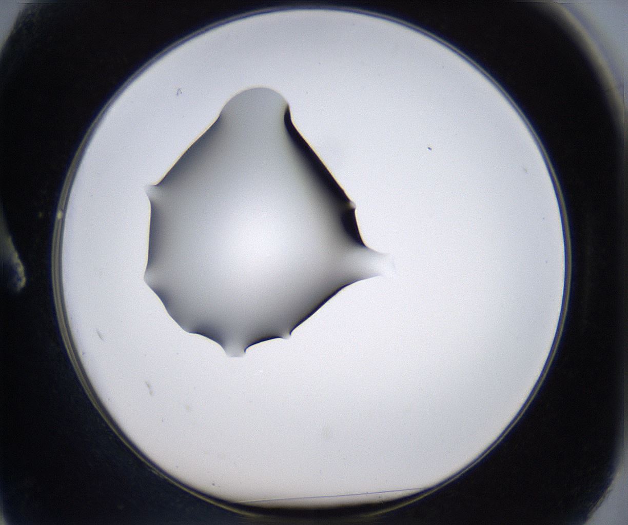 folderID297_plateID2297_batchID10839_wellNum2_profileID1_d1_r160847_ef.jpg