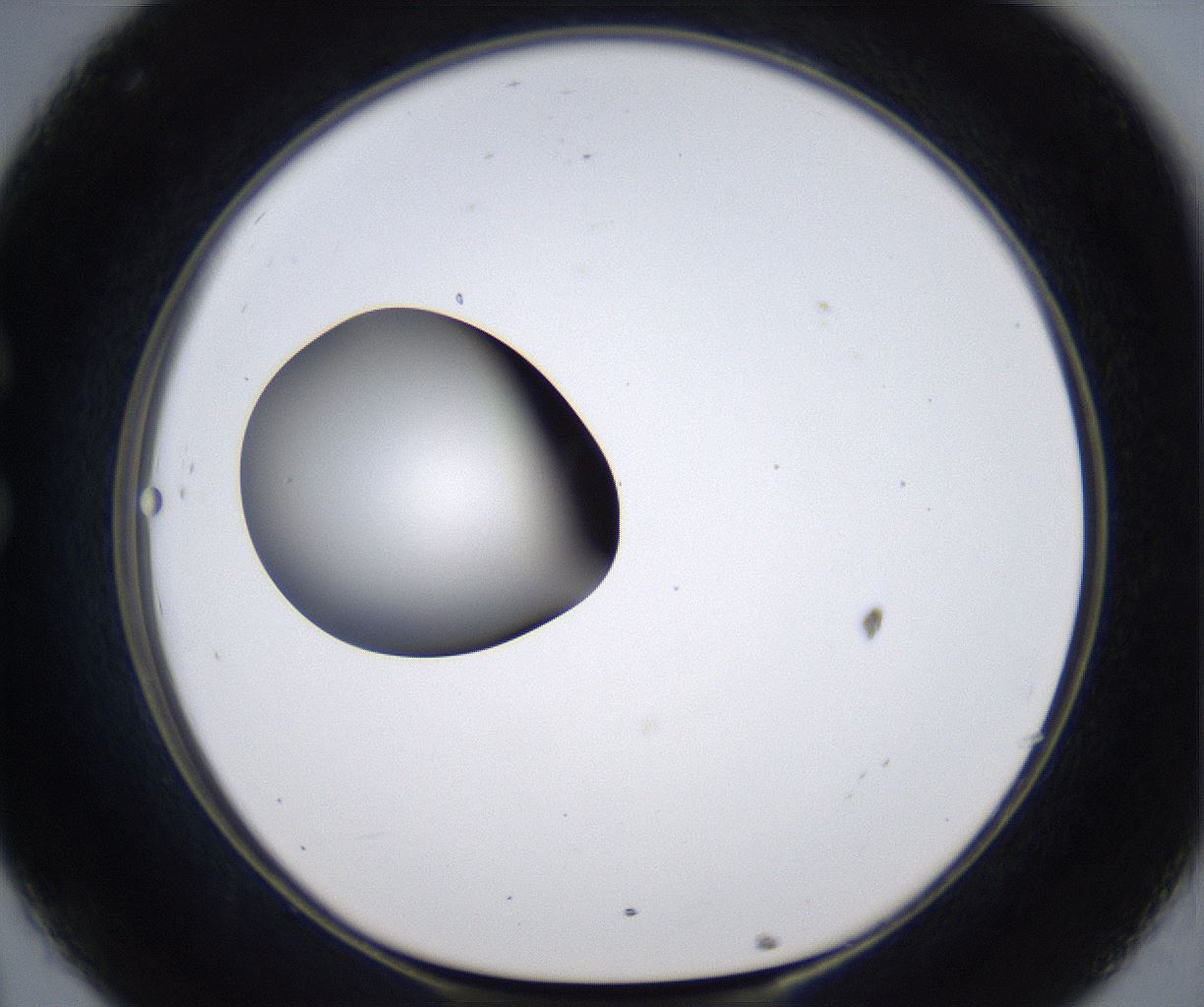 folderID297_plateID2297_batchID10839_wellNum32_profileID1_d1_r160877_ef.jpg