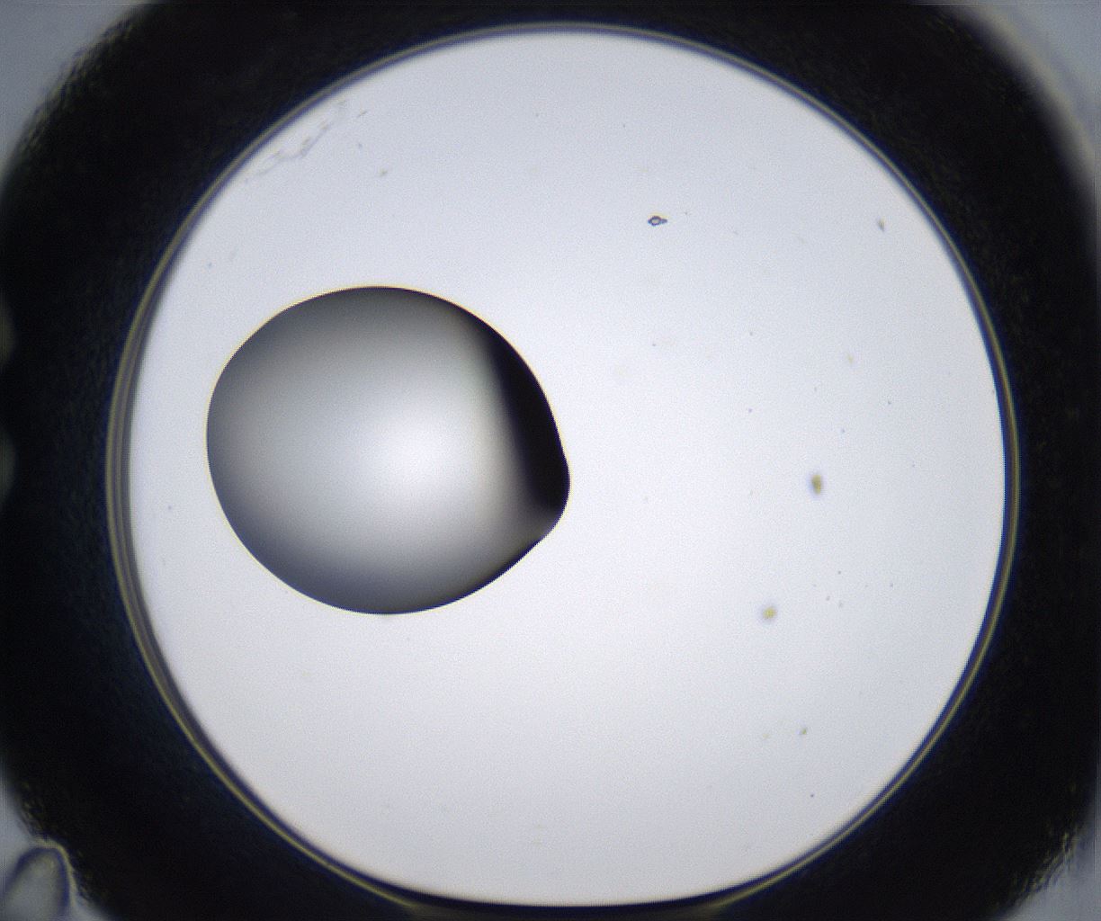 folderID297_plateID2297_batchID10839_wellNum35_profileID1_d1_r160880_ef.jpg