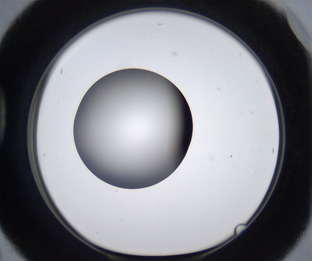 folderID297_plateID2297_batchID10839_wellNum42_profileID1_d1_r160887_ef.jpg