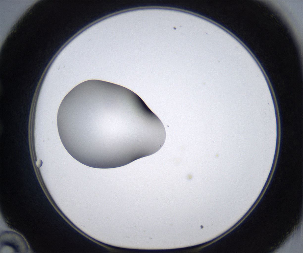folderID297_plateID2297_batchID10839_wellNum34_profileID1_d1_r160879_ef.jpg