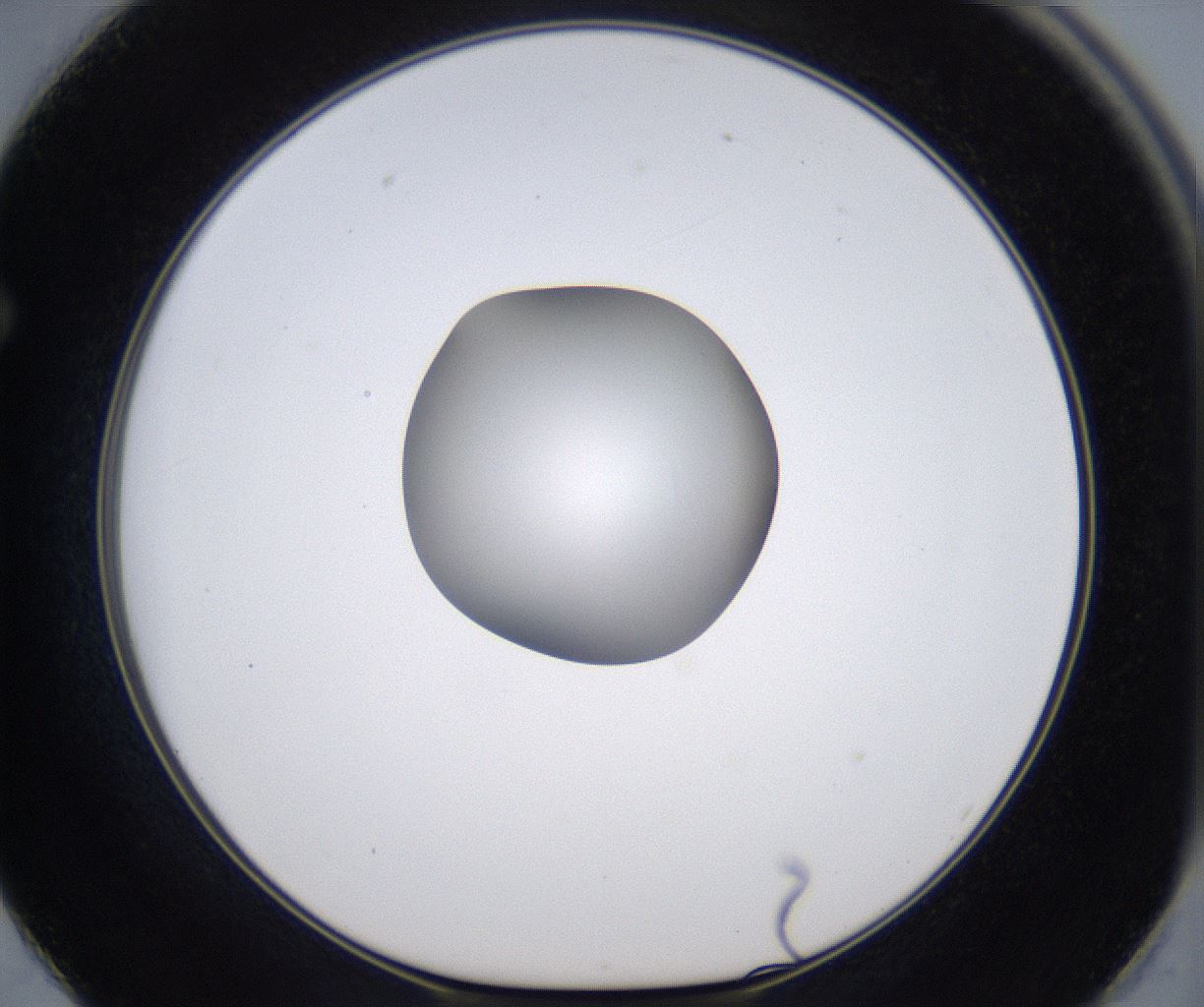 folderID297_plateID2297_batchID10839_wellNum62_profileID1_d1_r160907_ef.jpg