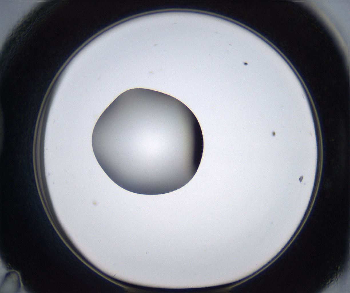 folderID297_plateID2297_batchID10839_wellNum47_profileID1_d1_r160892_ef.jpg