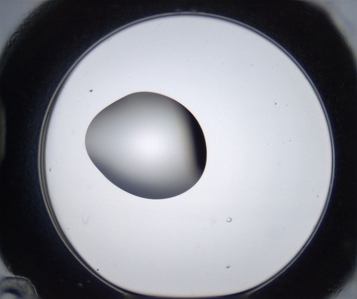 folderID297_plateID2297_batchID10839_wellNum48_profileID1_d1_r160893_ef.jpg