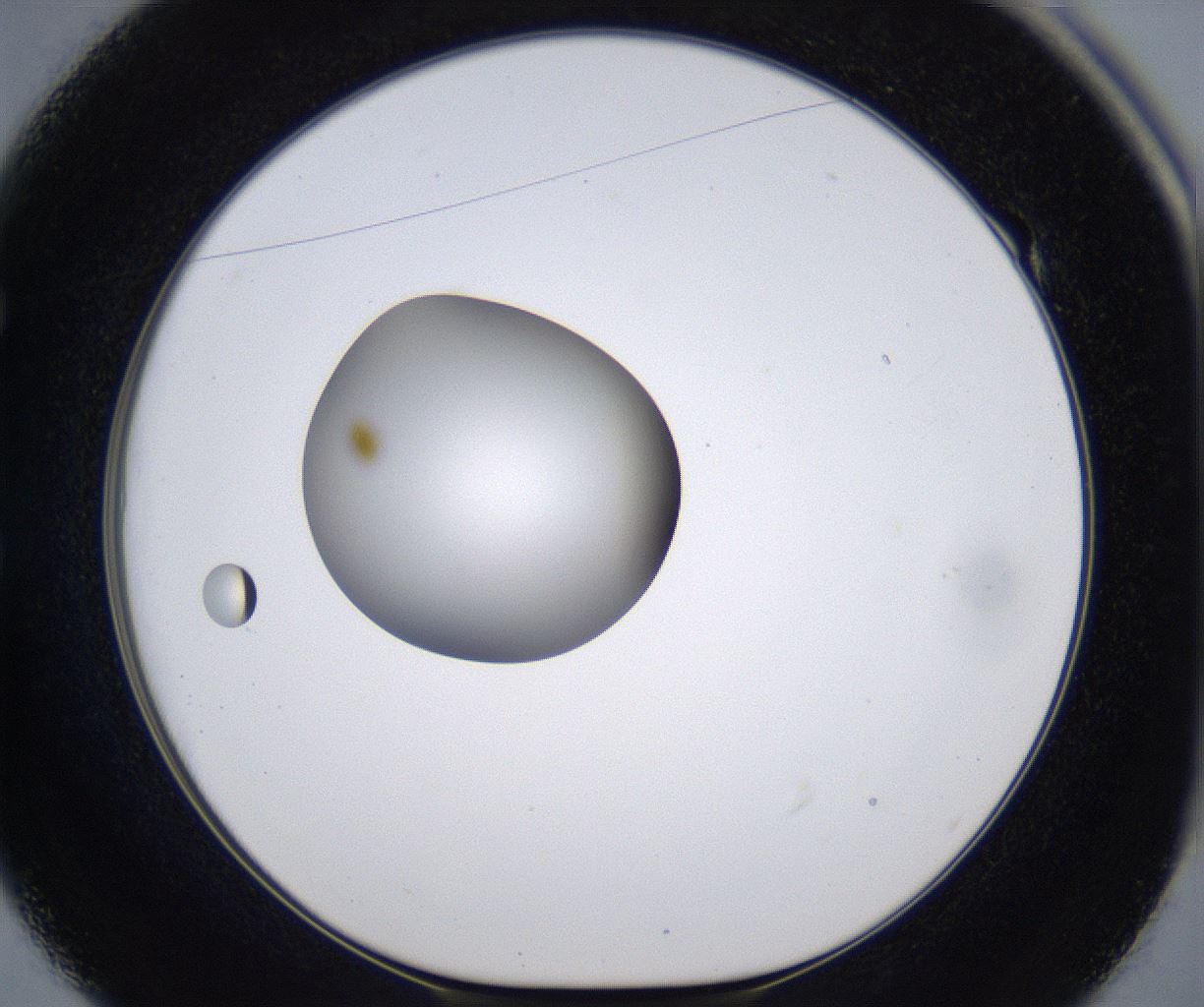 folderID297_plateID2297_batchID10839_wellNum49_profileID1_d1_r160894_ef.jpg