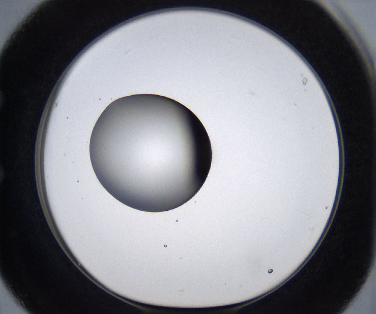 folderID297_plateID2297_batchID10839_wellNum51_profileID1_d1_r160896_ef.jpg