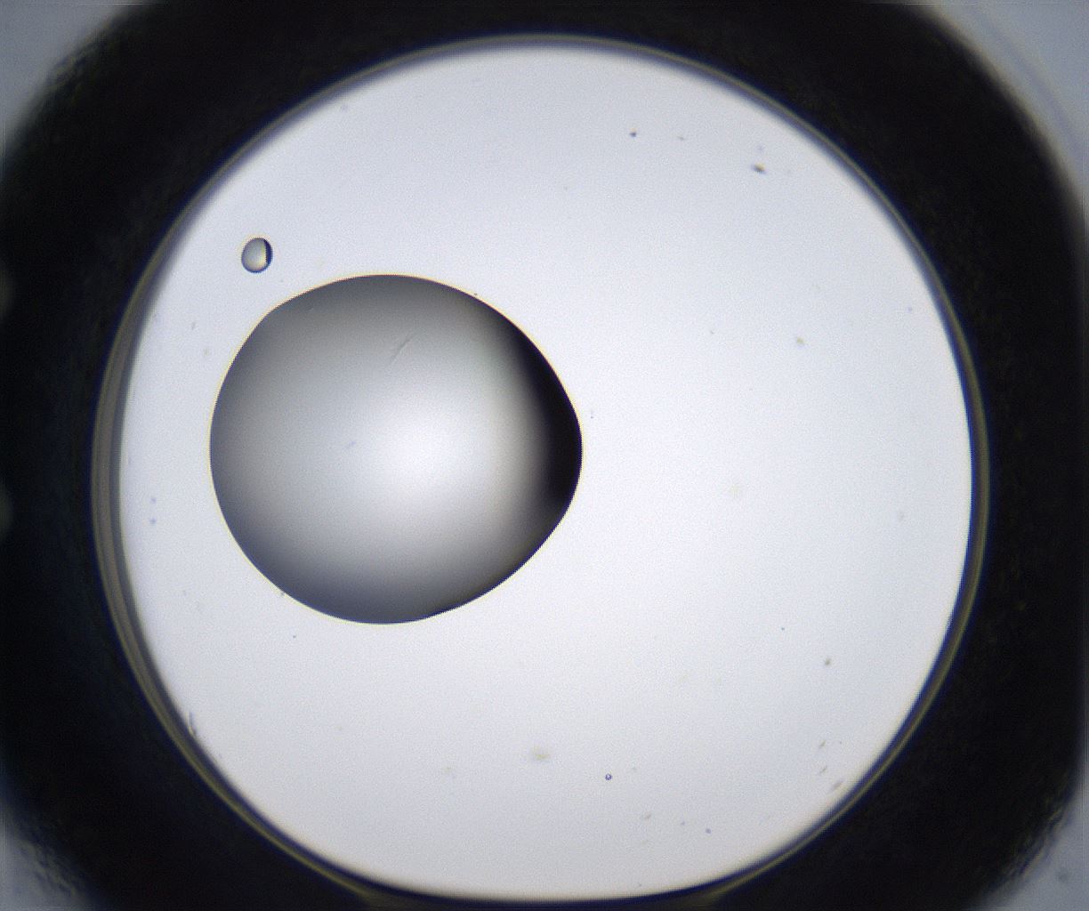 folderID297_plateID2297_batchID10839_wellNum54_profileID1_d1_r160899_ef.jpg