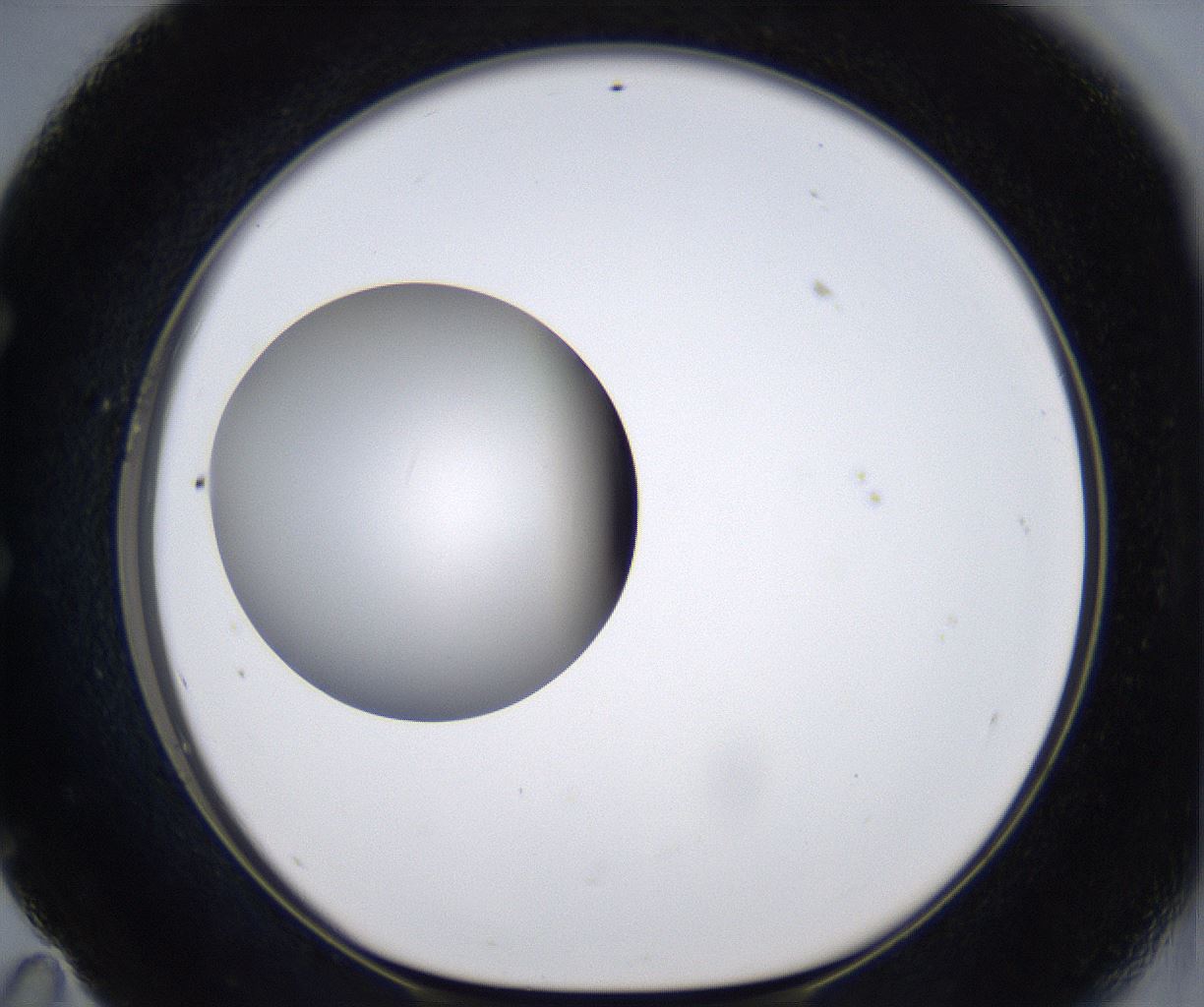 folderID297_plateID2297_batchID10839_wellNum59_profileID1_d1_r160904_ef.jpg