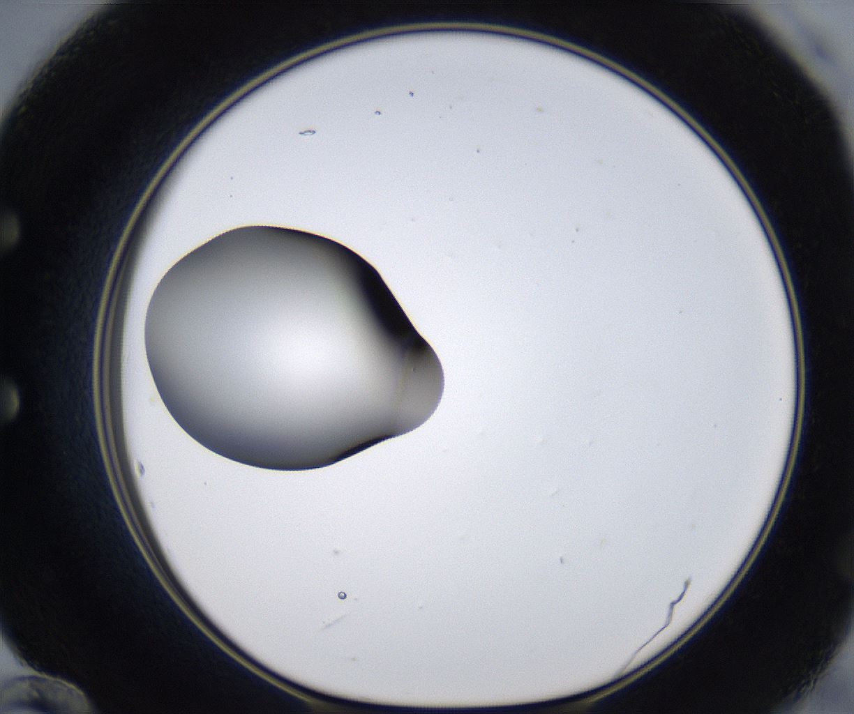 folderID297_plateID2297_batchID10839_wellNum60_profileID1_d1_r160905_ef.jpg