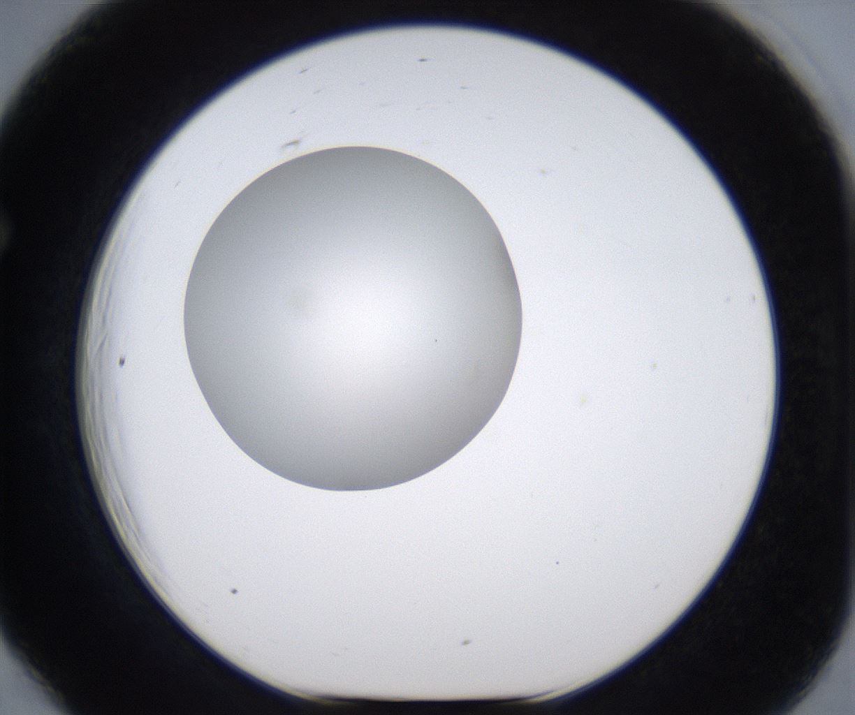 folderID297_plateID2297_batchID10839_wellNum66_profileID1_d1_r160911_ef.jpg