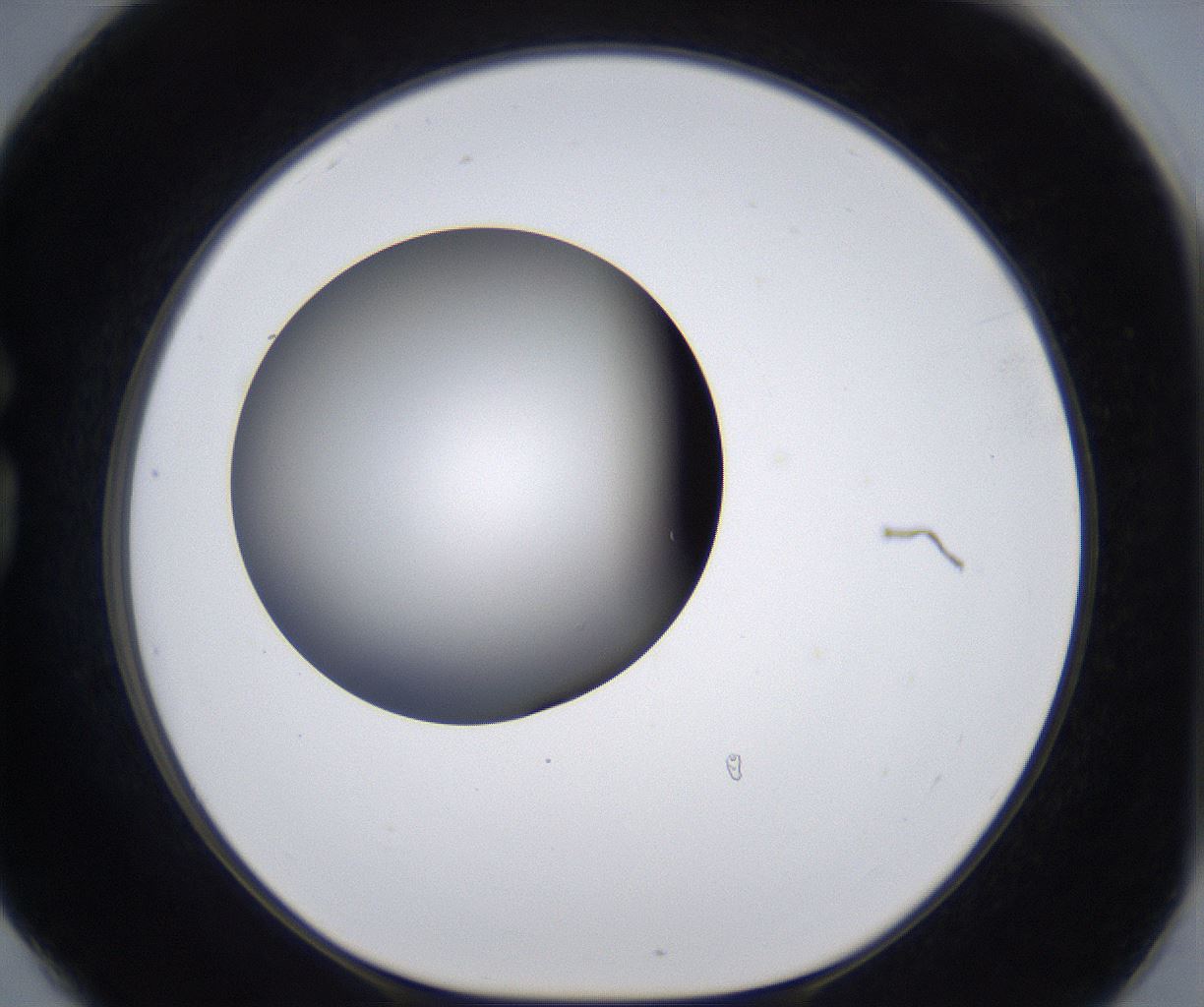 folderID297_plateID2297_batchID10839_wellNum78_profileID1_d1_r160923_ef.jpg