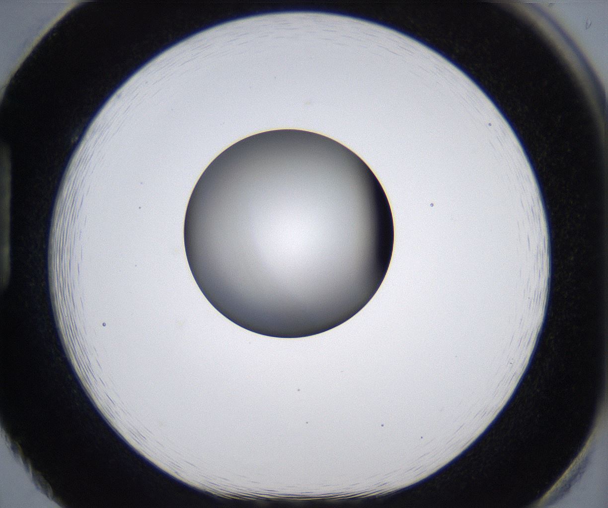 folderID297_plateID2297_batchID10839_wellNum86_profileID1_d1_r160931_ef.jpg