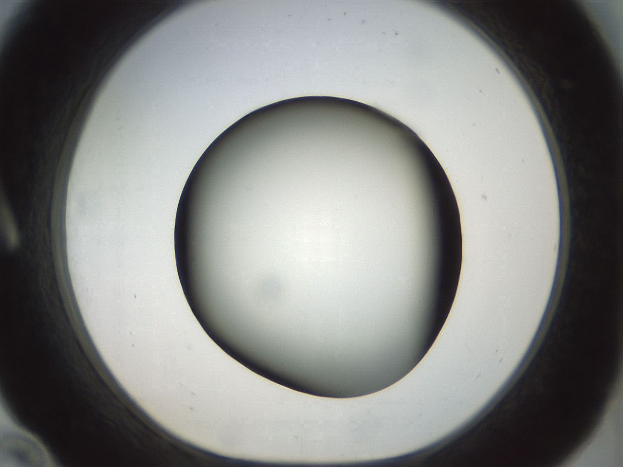 folderID298_plateID1298_batchID4261_wellNum10_profileID1_d1_r78209_ef.jpg