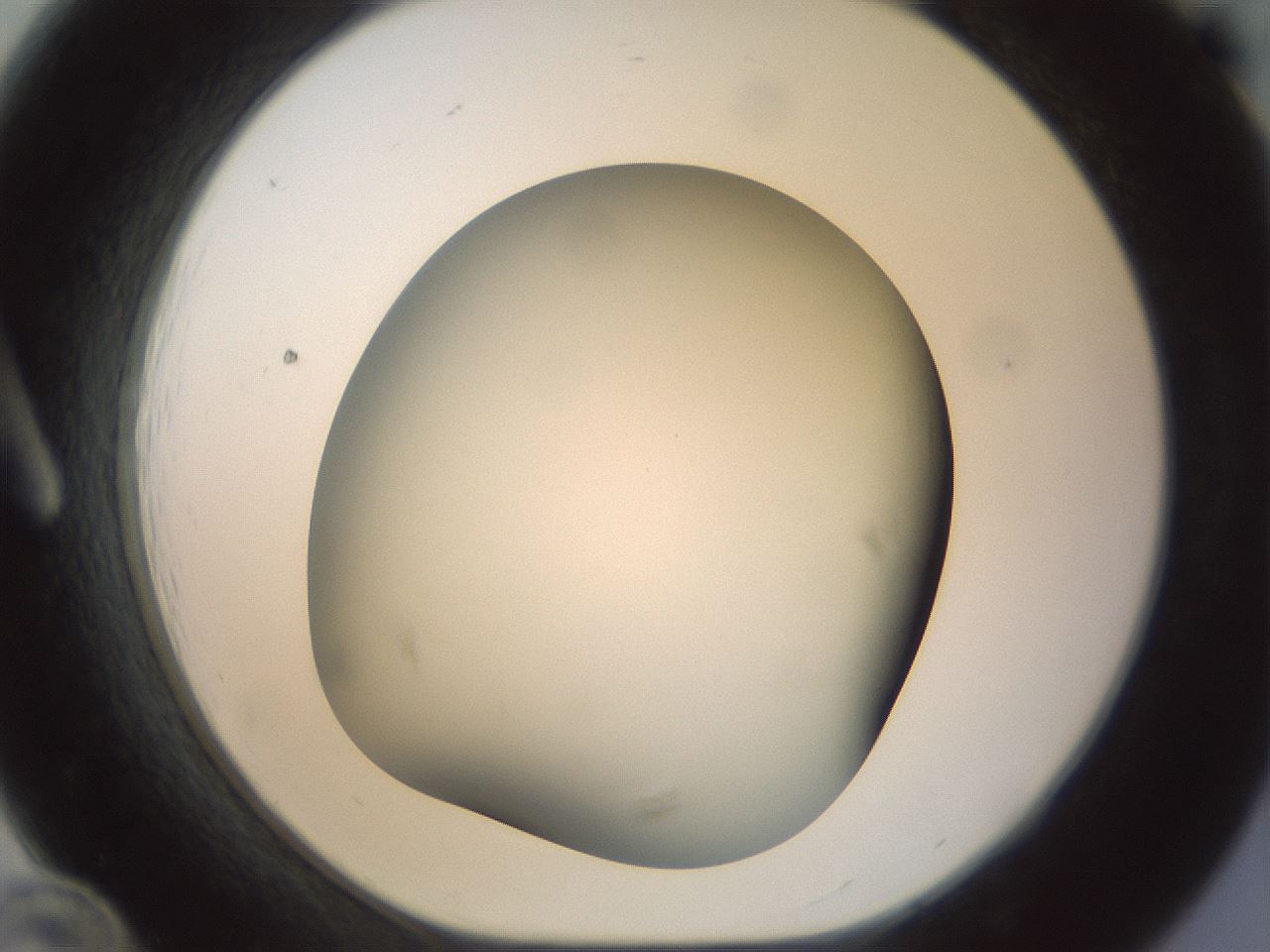 folderID298_plateID1298_batchID4261_wellNum12_profileID1_d1_r78211_ef.jpg