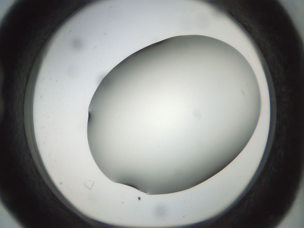 folderID298_plateID1298_batchID4261_wellNum16_profileID1_d1_r78215_ef.jpg