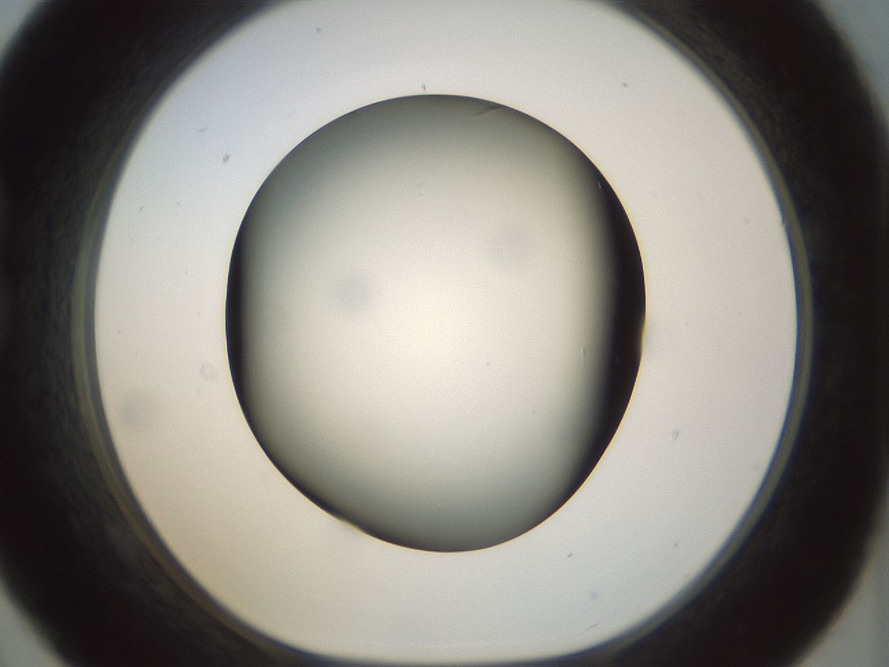 folderID298_plateID1298_batchID4261_wellNum21_profileID1_d1_r78220_ef.jpg