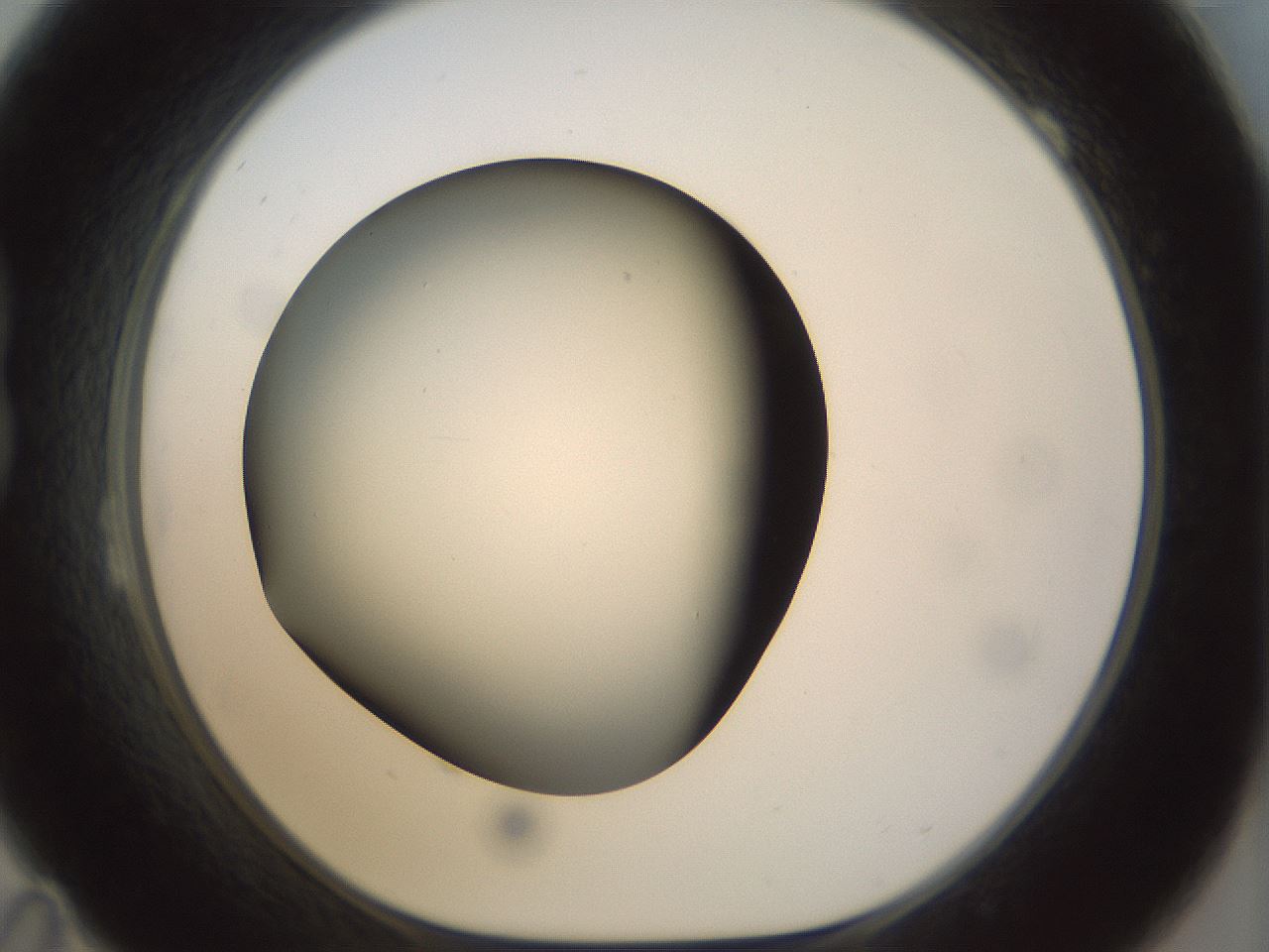 folderID298_plateID1298_batchID4261_wellNum23_profileID1_d1_r78222_ef.jpg