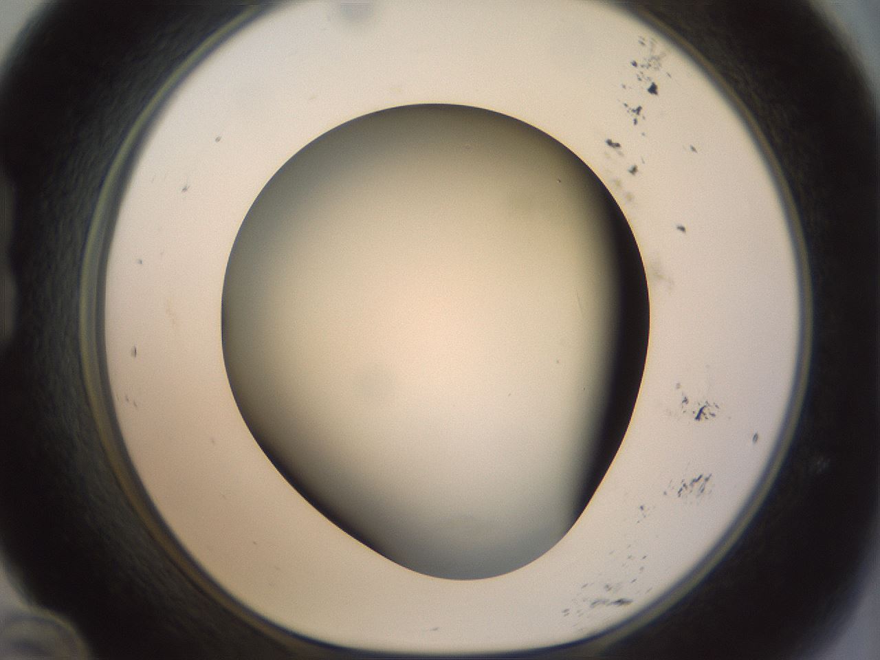 folderID298_plateID1298_batchID4261_wellNum24_profileID1_d1_r78223_ef.jpg