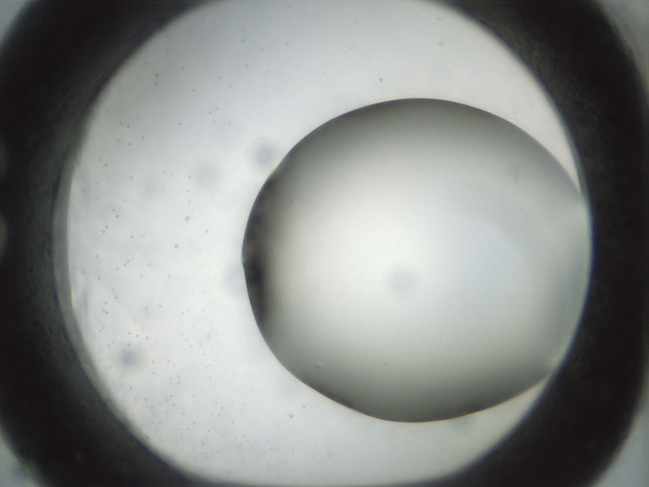 folderID298_plateID1298_batchID4261_wellNum26_profileID1_d1_r78225_ef.jpg