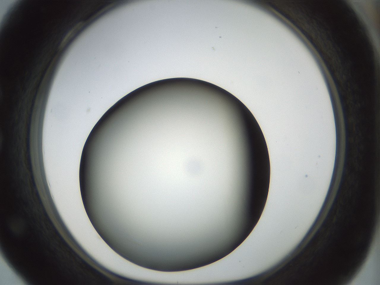 folderID298_plateID1298_batchID4261_wellNum28_profileID1_d1_r78227_ef.jpg