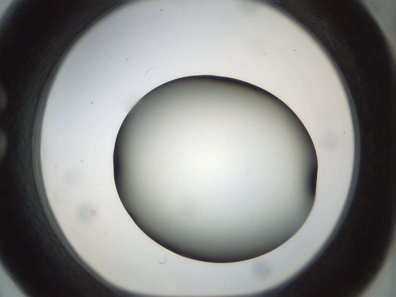 folderID298_plateID1298_batchID4261_wellNum30_profileID1_d1_r78229_ef.jpg