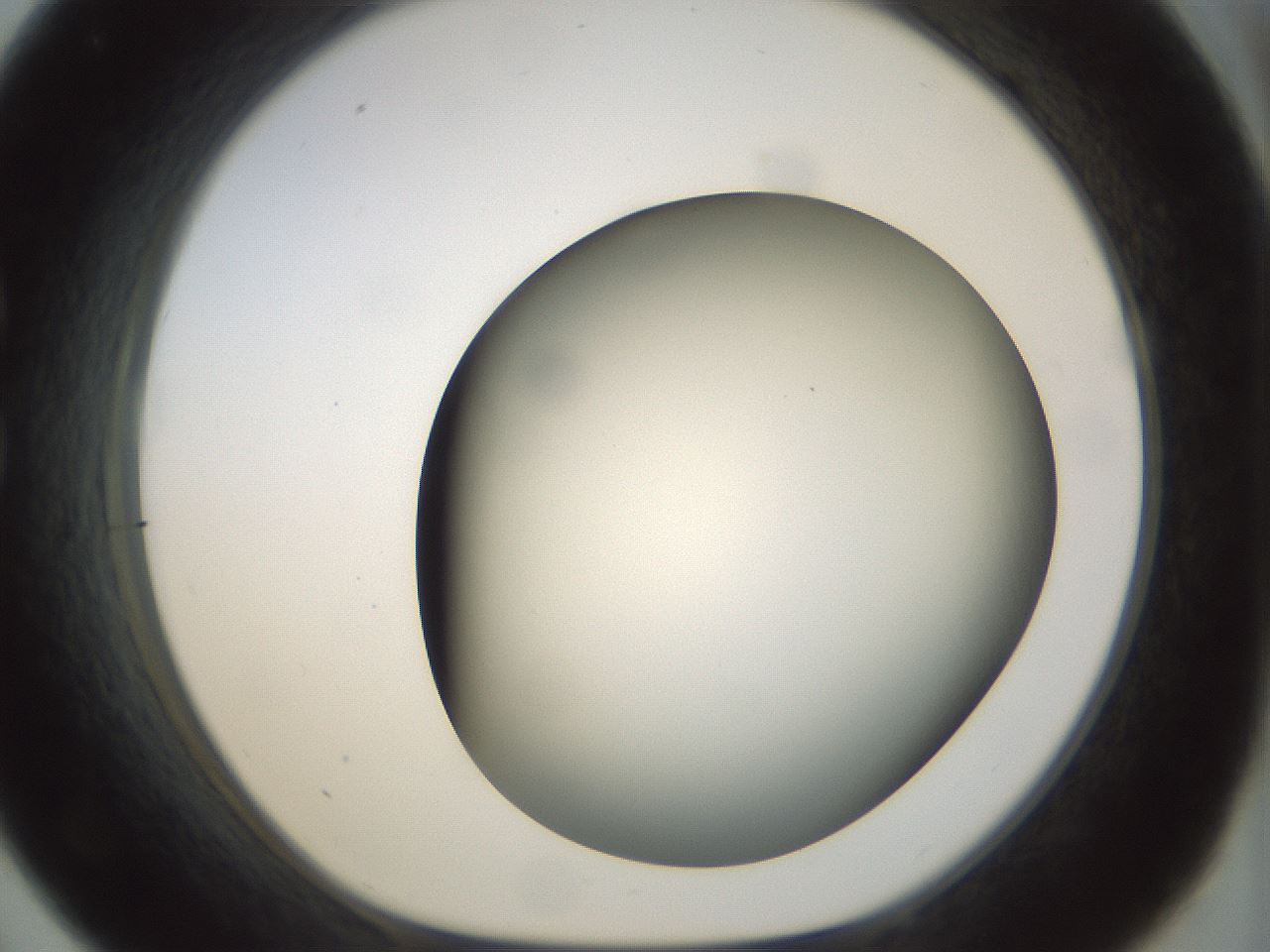 folderID298_plateID1298_batchID4261_wellNum33_profileID1_d1_r78232_ef.jpg