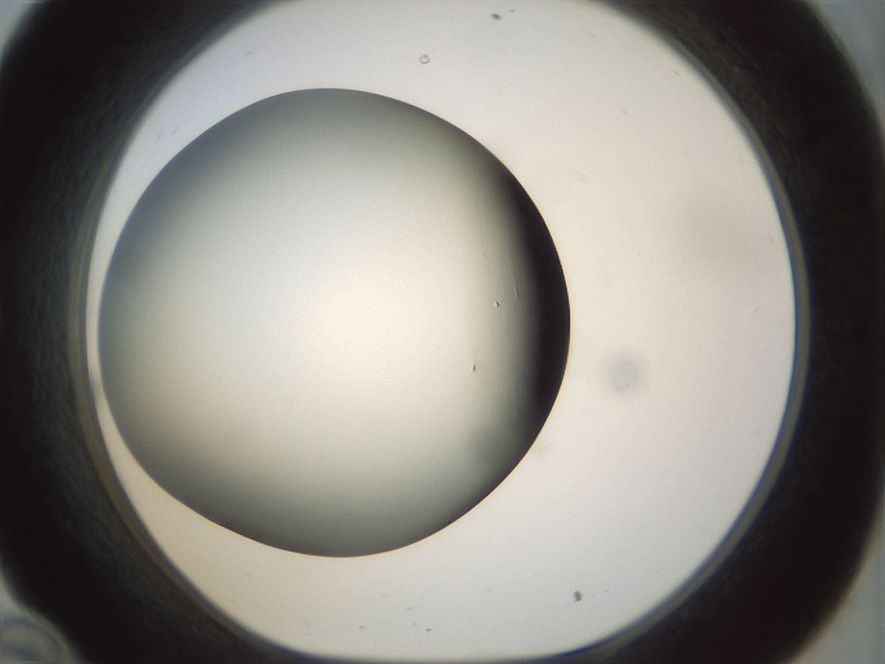 folderID298_plateID1298_batchID4261_wellNum34_profileID1_d1_r78233_ef.jpg