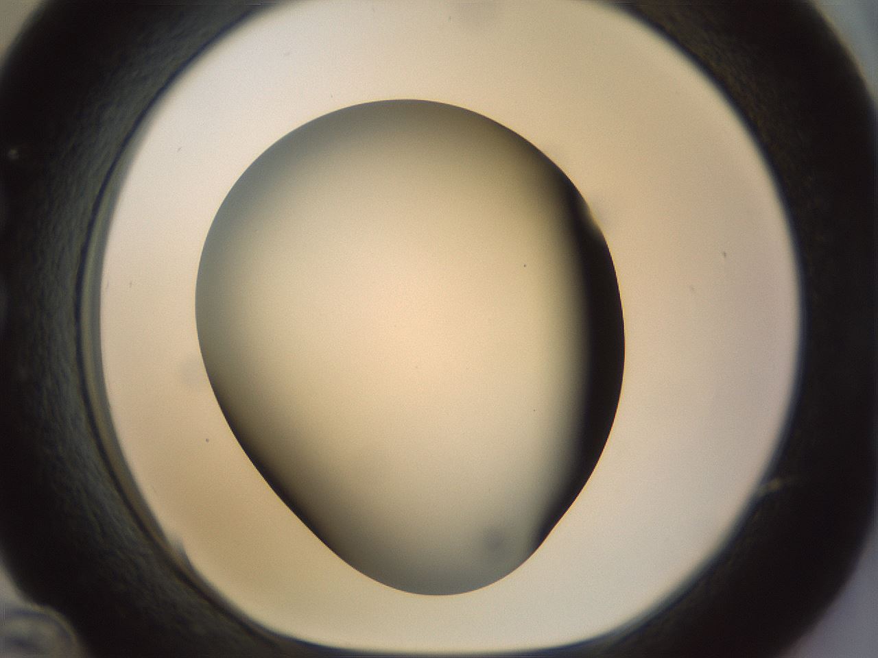 folderID298_plateID1298_batchID4261_wellNum36_profileID1_d1_r78235_ef.jpg