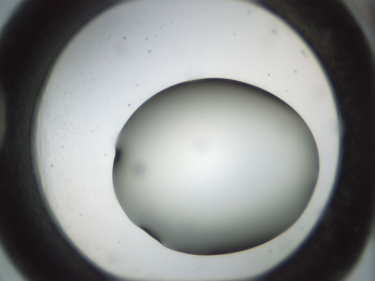 folderID298_plateID1298_batchID4261_wellNum39_profileID1_d1_r78238_ef.jpg