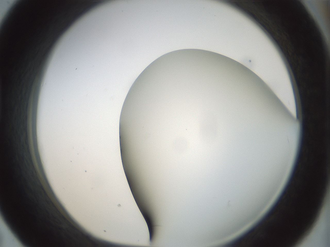 folderID298_plateID1298_batchID4261_wellNum43_profileID1_d1_r78242_ef.jpg