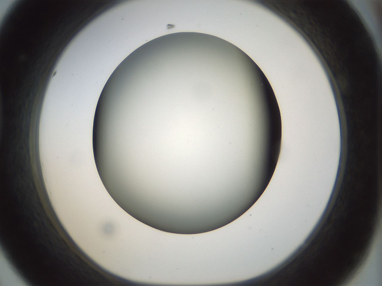 folderID298_plateID1298_batchID4261_wellNum44_profileID1_d1_r78243_ef.jpg